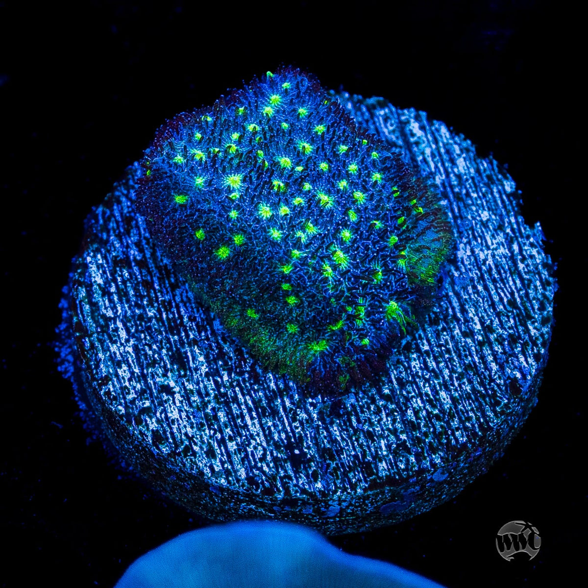 WWC Deep Space Psammocora