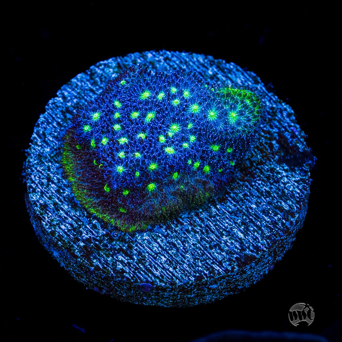 WWC Deep Space Psammocora