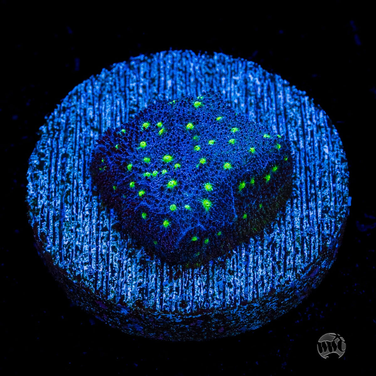 WWC Deep Space Psammocora
