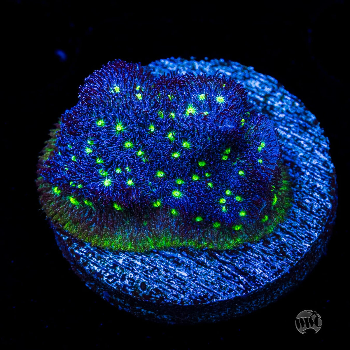 WWC Deep Space Psammocora