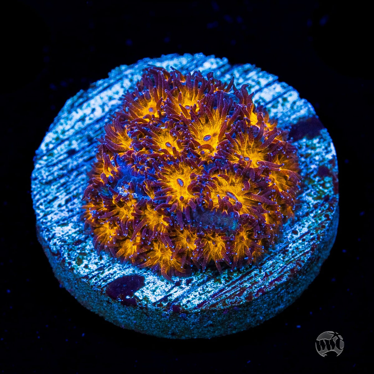 WWC Honeycomb Leptastrea