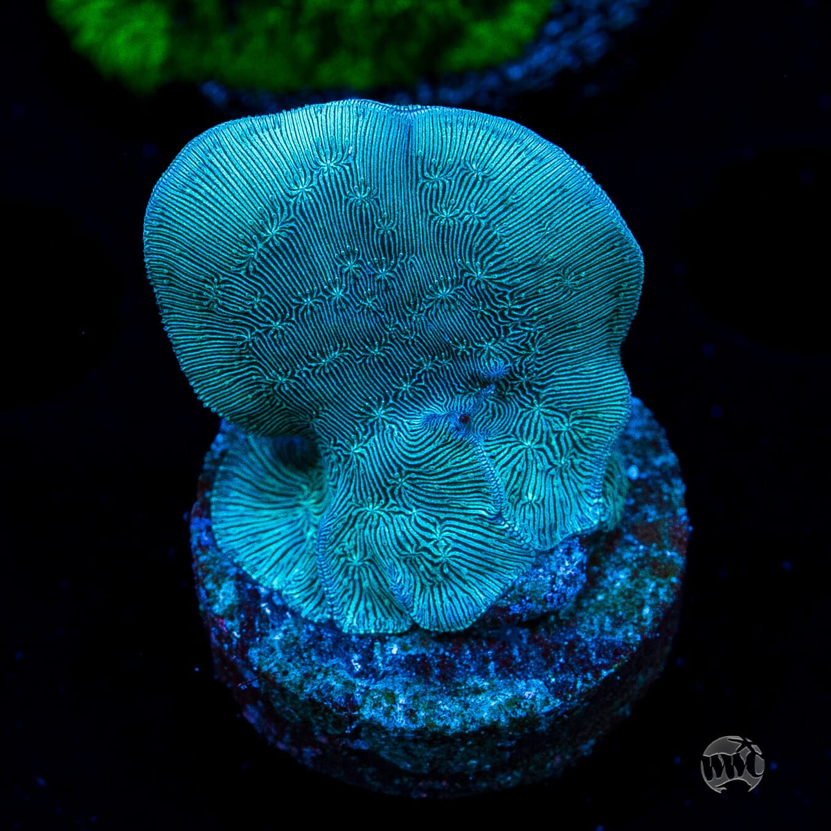 WWC Dusky Pavona