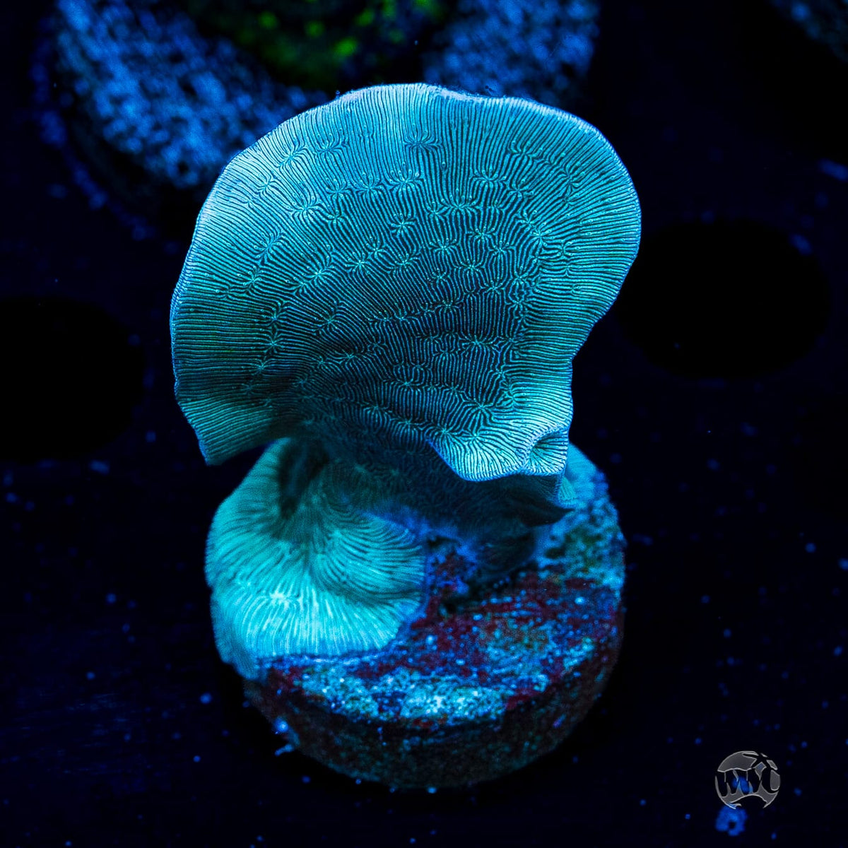WWC Dusky Pavona