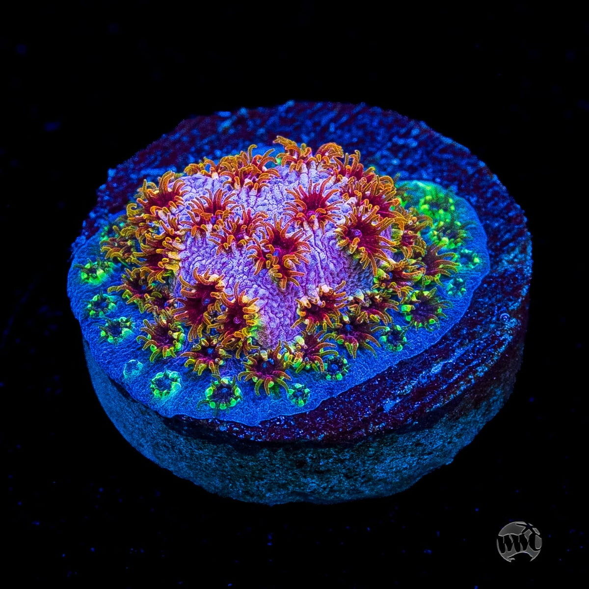 WWC Skittles Bomb Cyphastrea