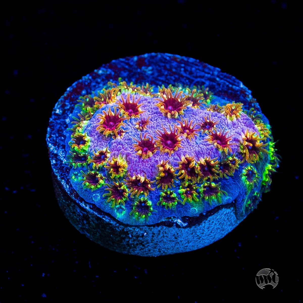 WWC Skittles Bomb Cyphastrea
