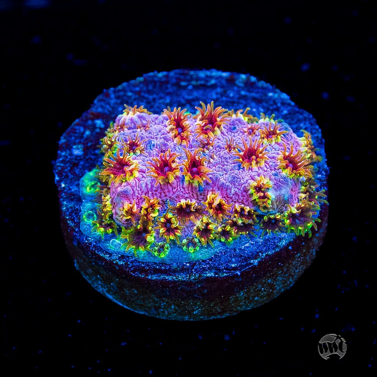 WWC Skittles Bomb Cyphastrea
