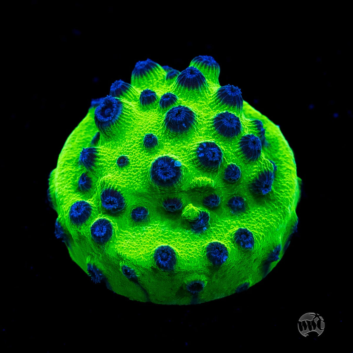 WWC Mardi Gras Cyphastrea