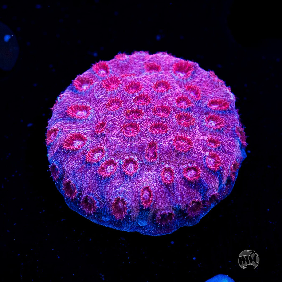 WWC Firestorm Cyphastrea