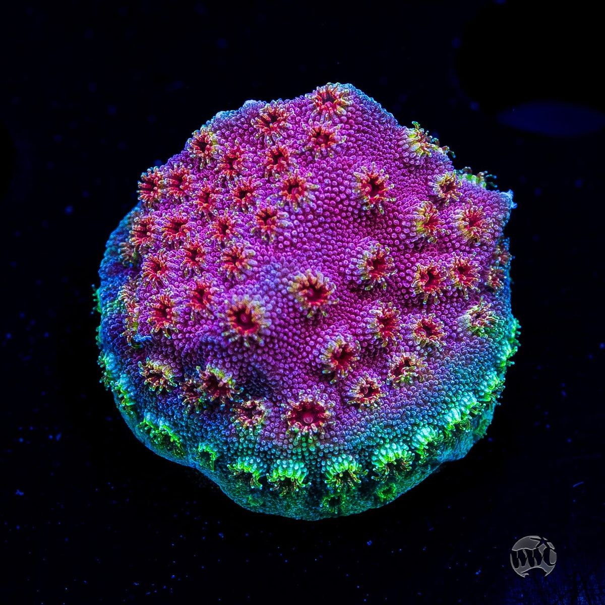 WWC Bronco Berry Cyphastrea