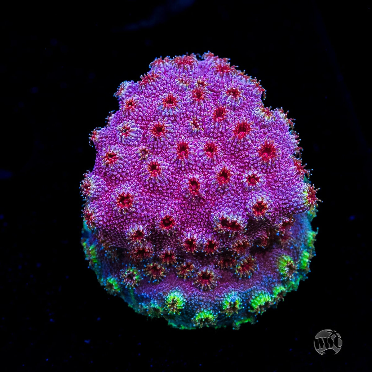 WWC Bronco Berry Cyphastrea