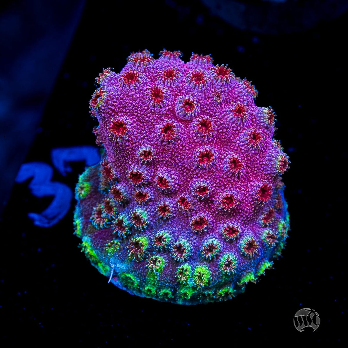 WWC Bronco Berry Cyphastrea