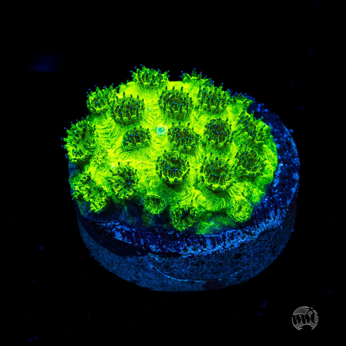WWC Mint Chip Plesiastrea