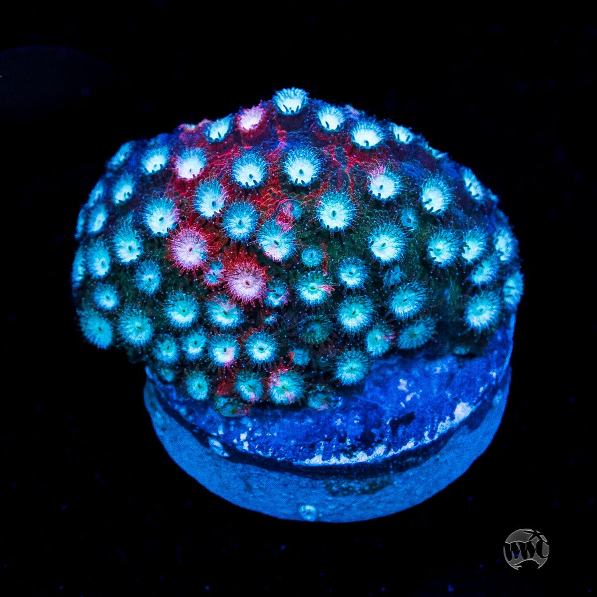 Jason Fox Fender Bender Cyphastrea