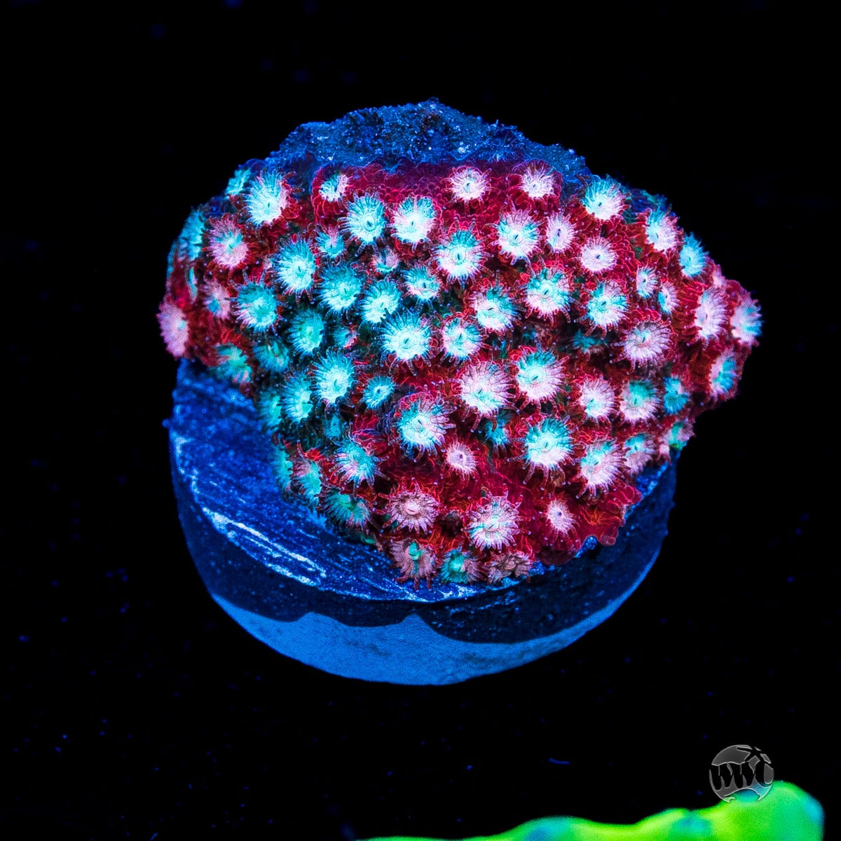 Jason Fox Fender Bender Cyphastrea