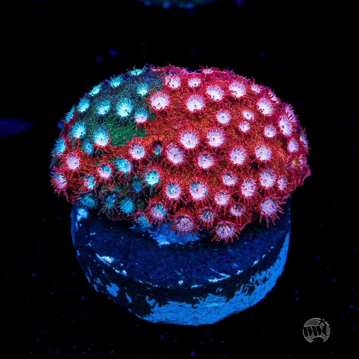 Jason Fox Fender Bender Cyphastrea