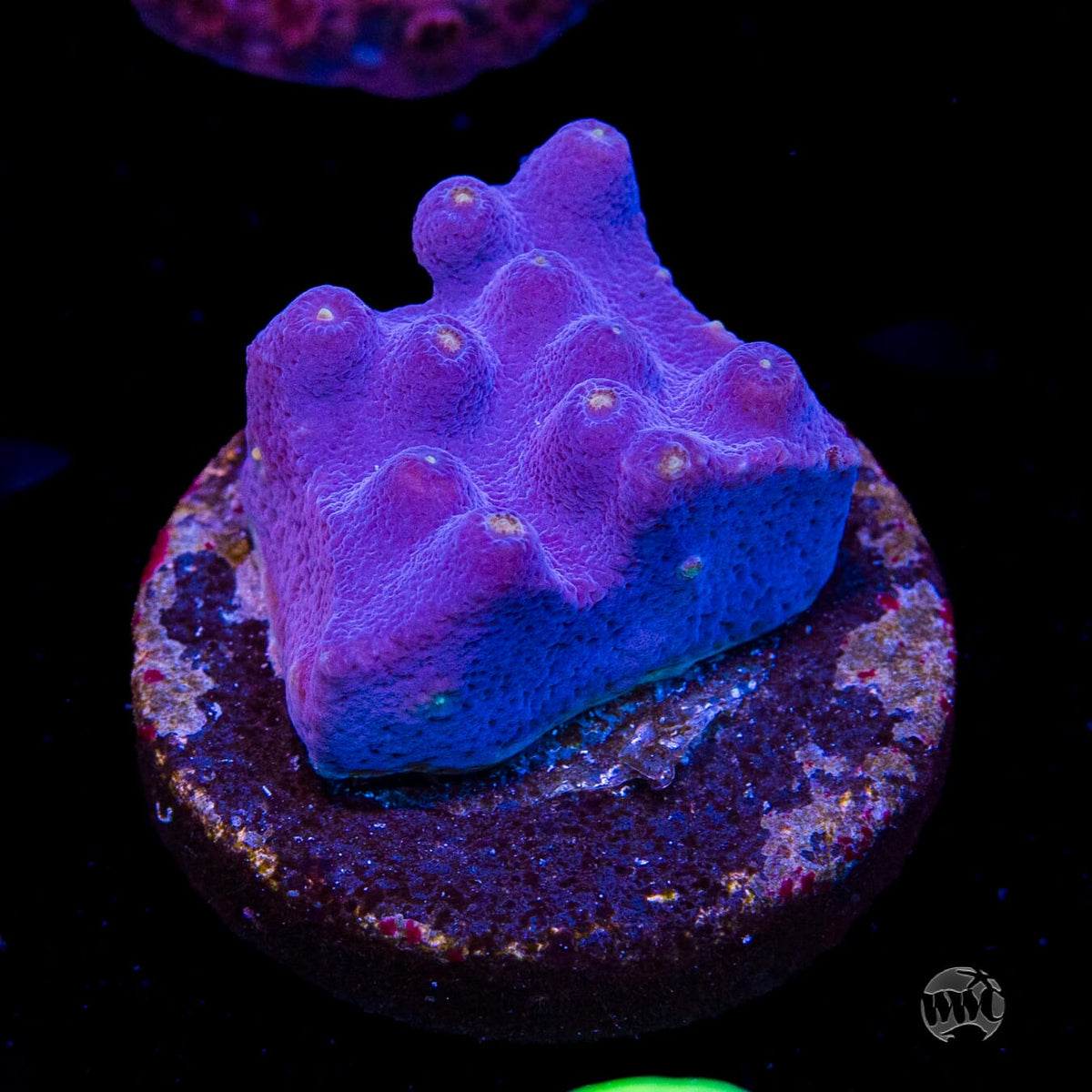 WWC Lakerz Turbinaria
