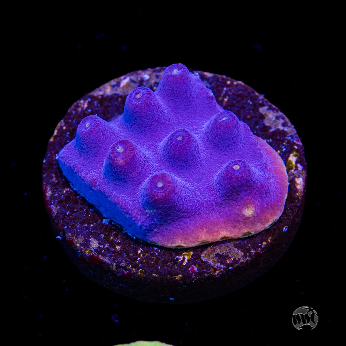 WWC Lakerz Turbinaria
