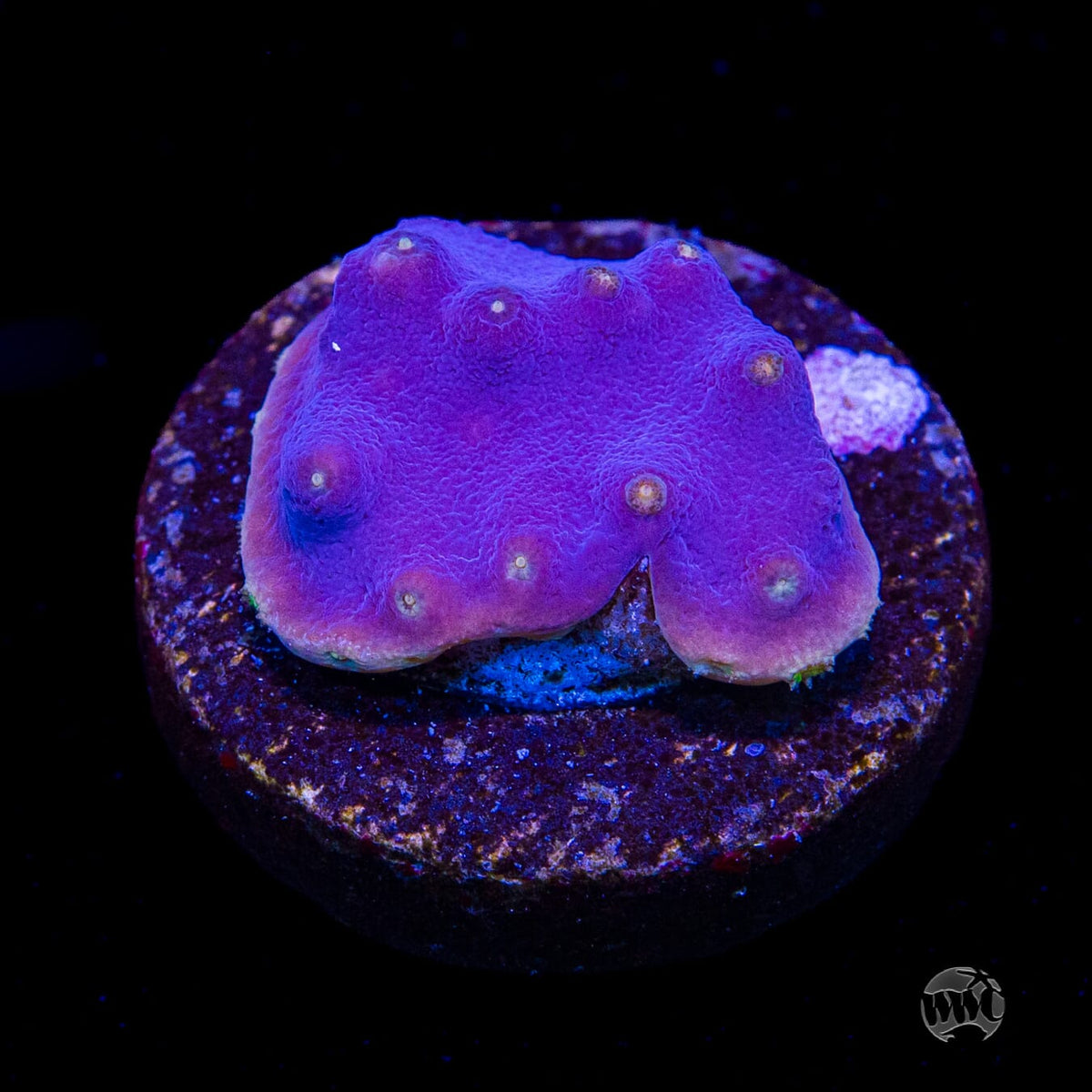 WWC Lakerz Turbinaria
