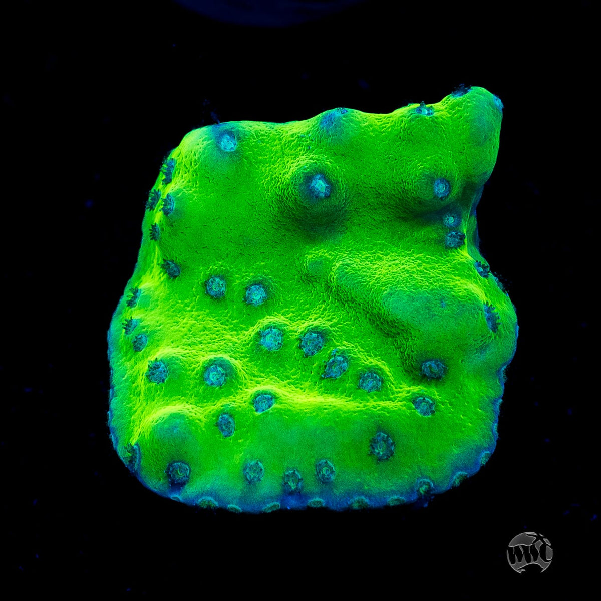 WWC Green Fire Turbinaria