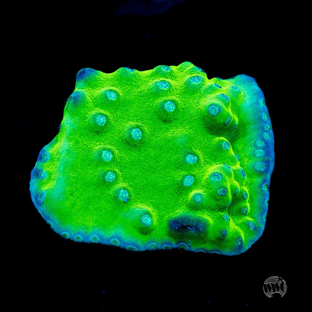 WWC Green Fire Turbinaria