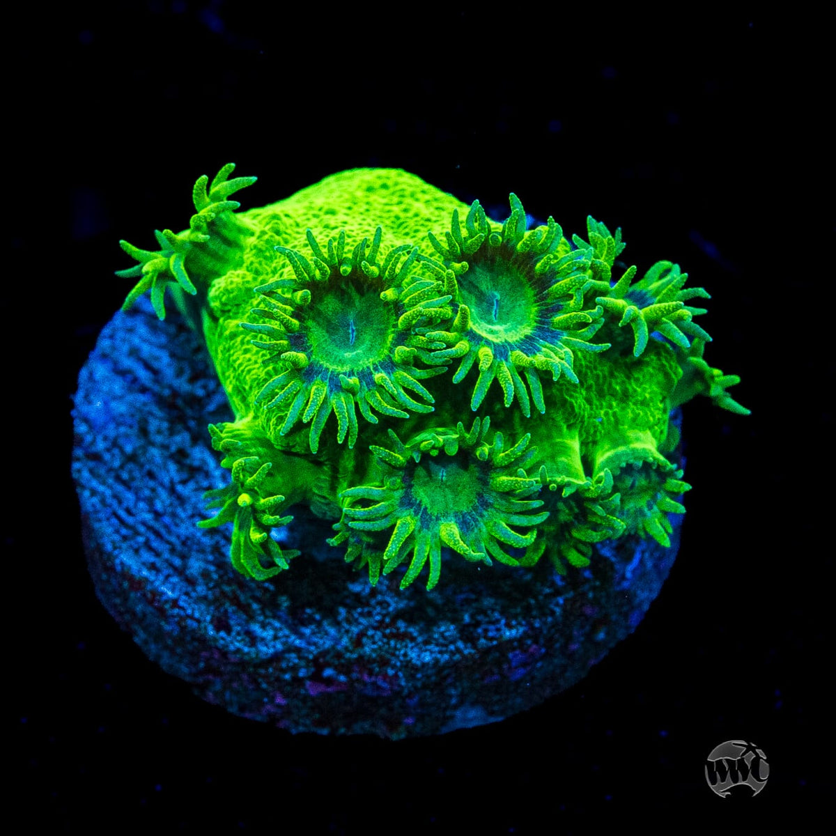 WWC Neon Peltata Turbinaria
