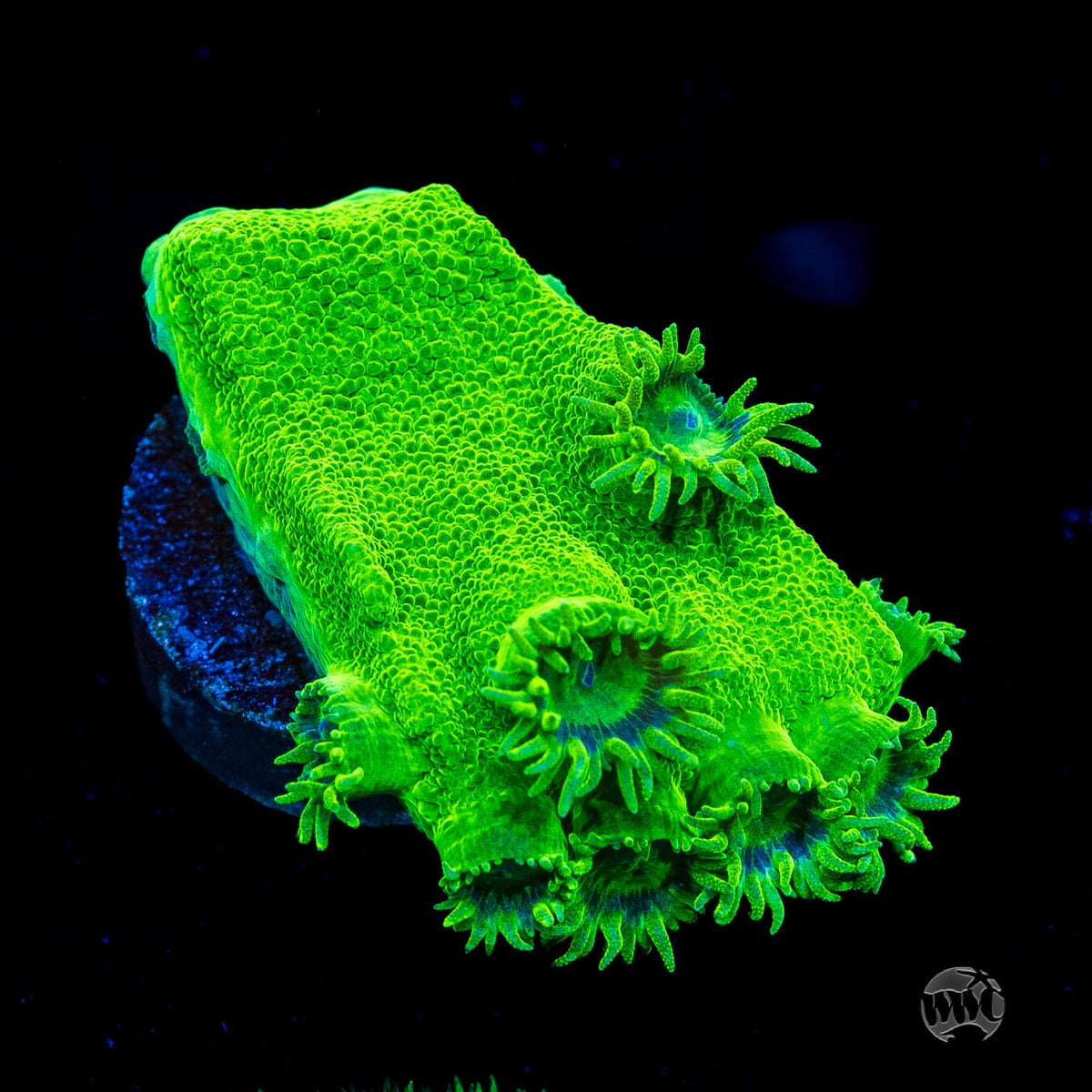 WWC Neon Peltata Turbinaria