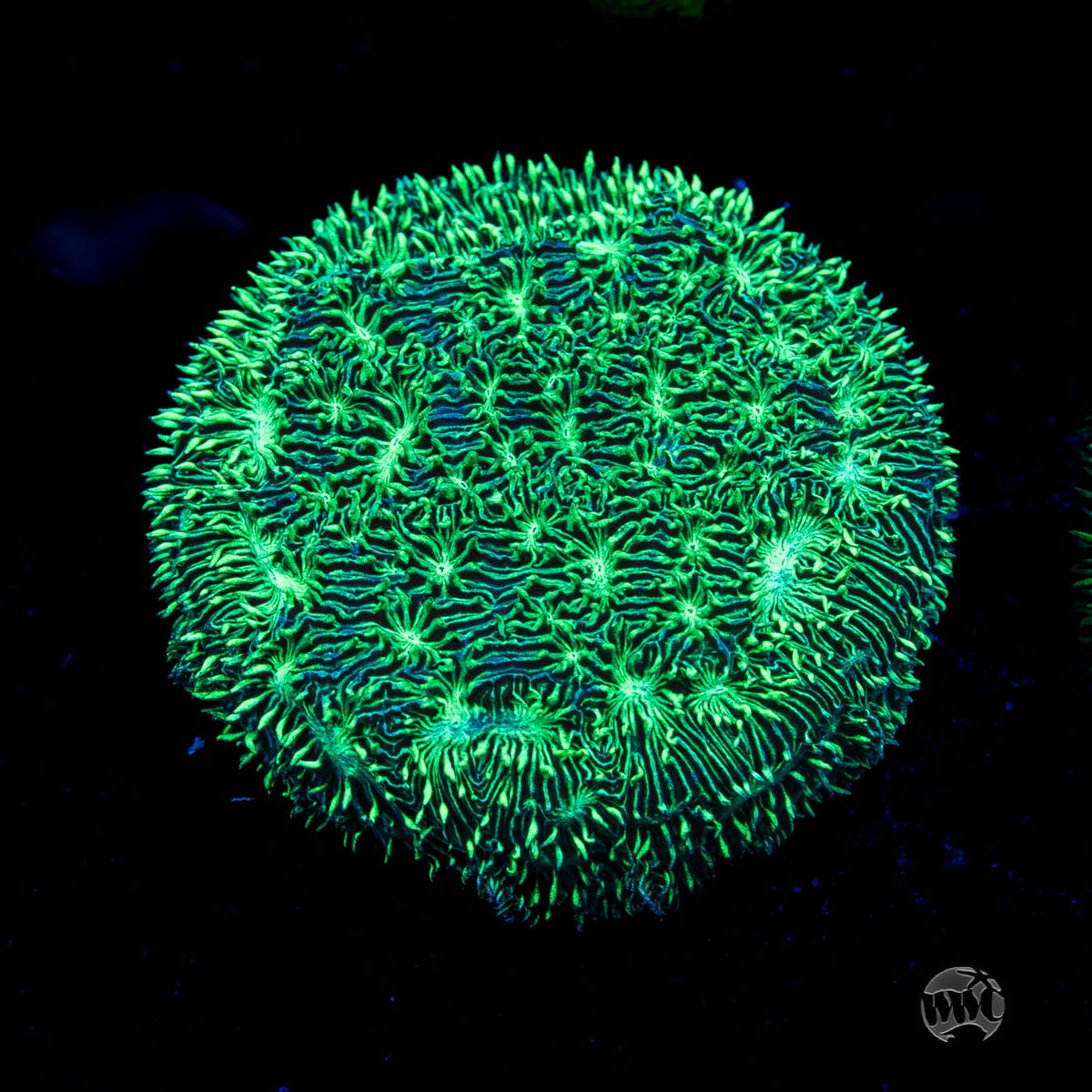 WWC Silverleaf Pavona