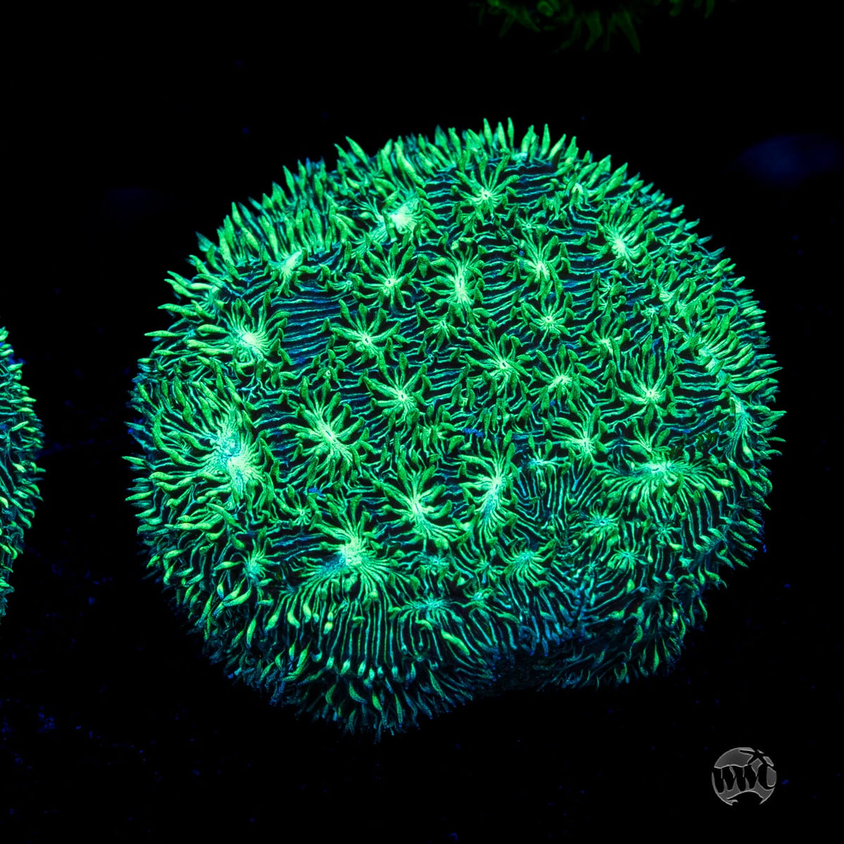 WWC Silverleaf Pavona