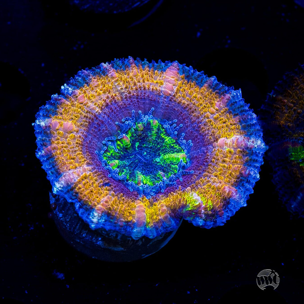 Soul Stone Aussie Lord