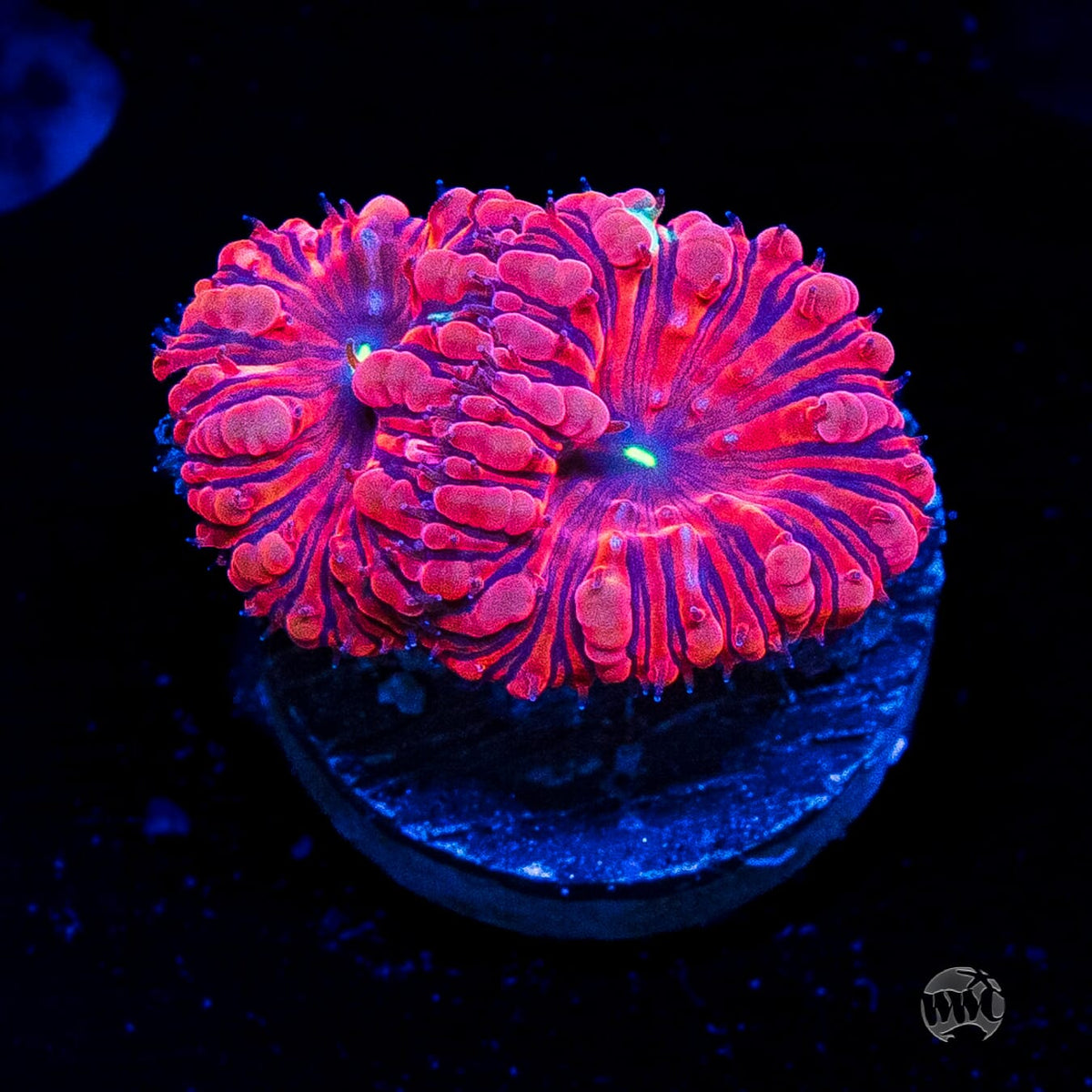 VDM Blastomussa
