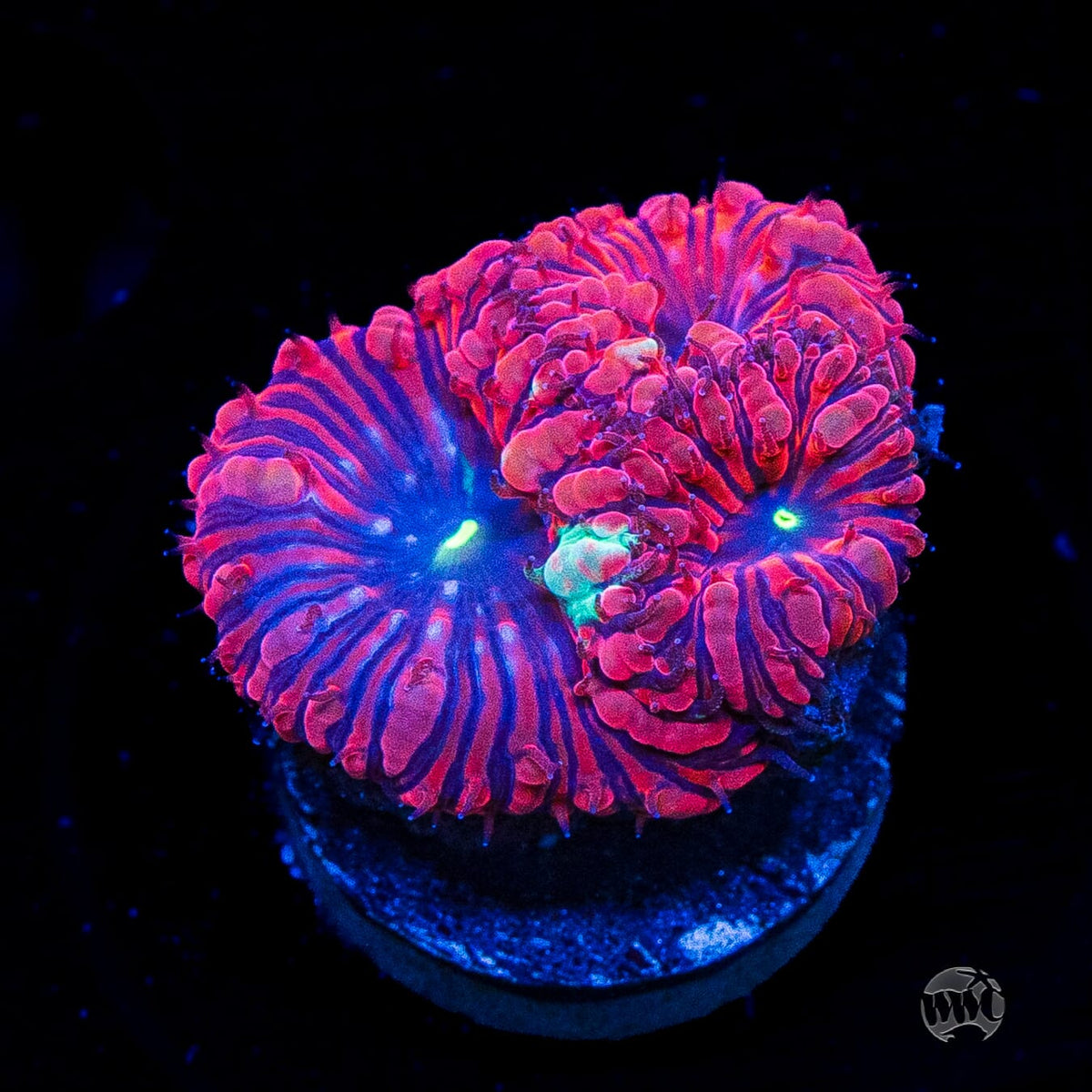 VDM Blastomussa