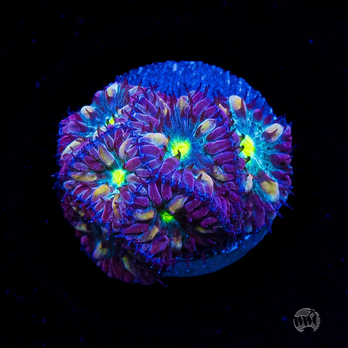 Twilight Merletti Blastomussa