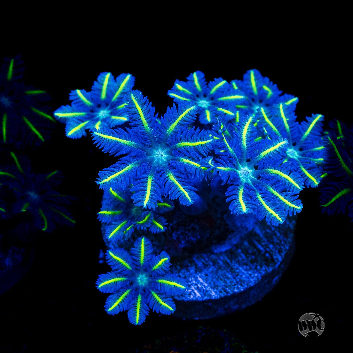WWC Lemon Tipped Clove Polyps