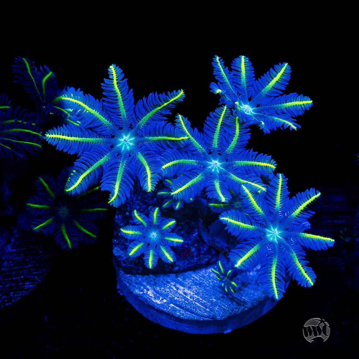 WWC Lemon Tipped Clove Polyps