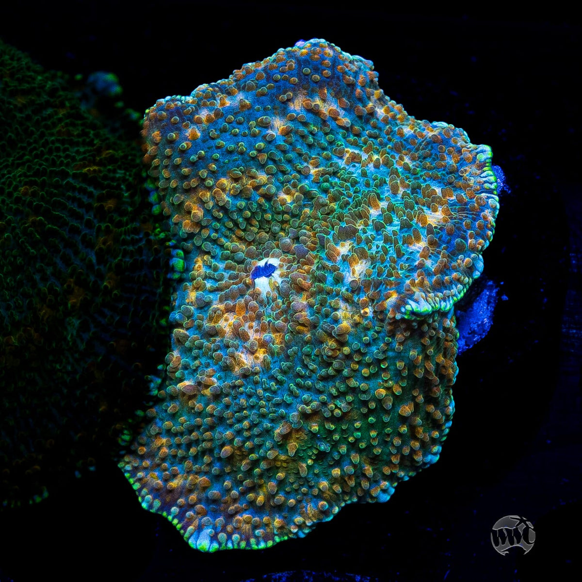 Spotted Iguana Disco Mushroom