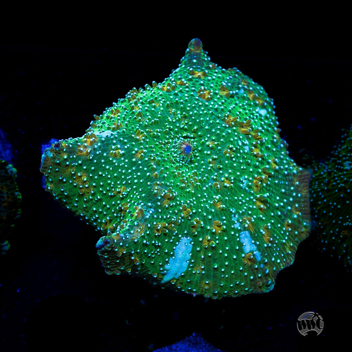 Interstellar Iguana Disco Mushroom