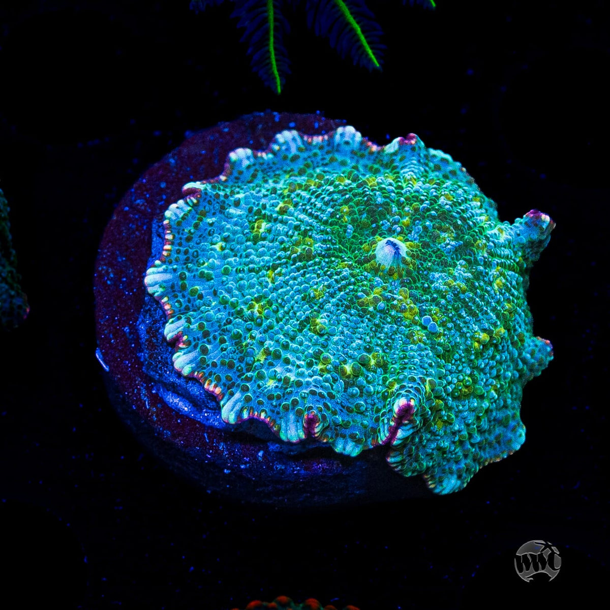 Lime Tree Disco Mushroom
