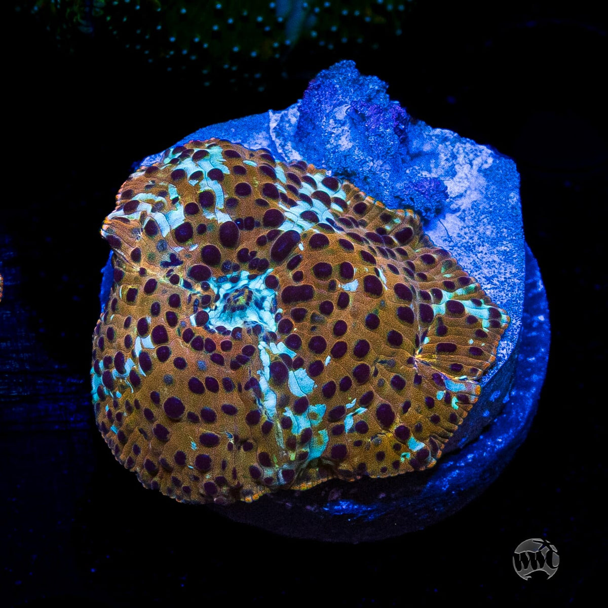 Tiger Eye Disco Mushroom