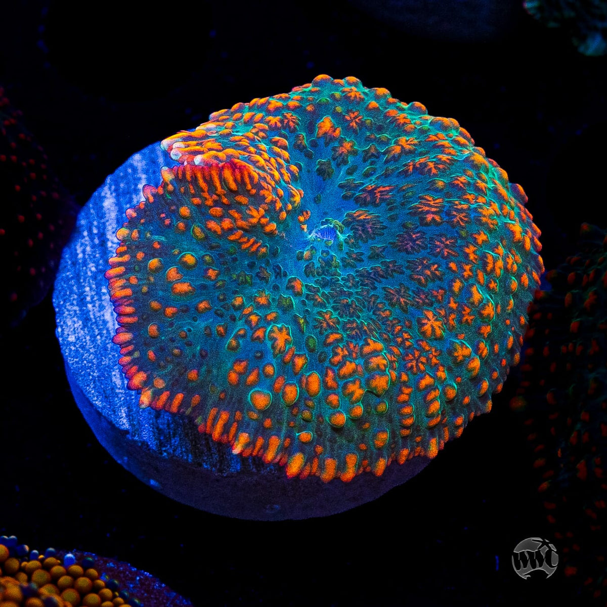 Maui Sunrise Rhodactis Mushroom