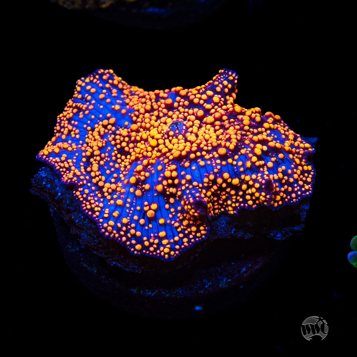 Orange Interstellar Disco Mushroom