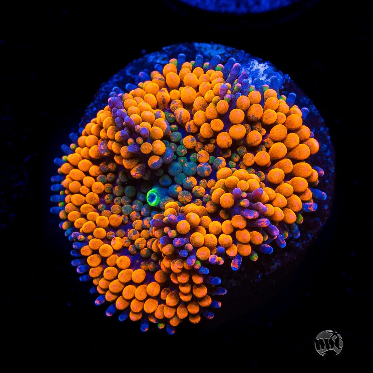 Serendipity Ricordea Mushroom