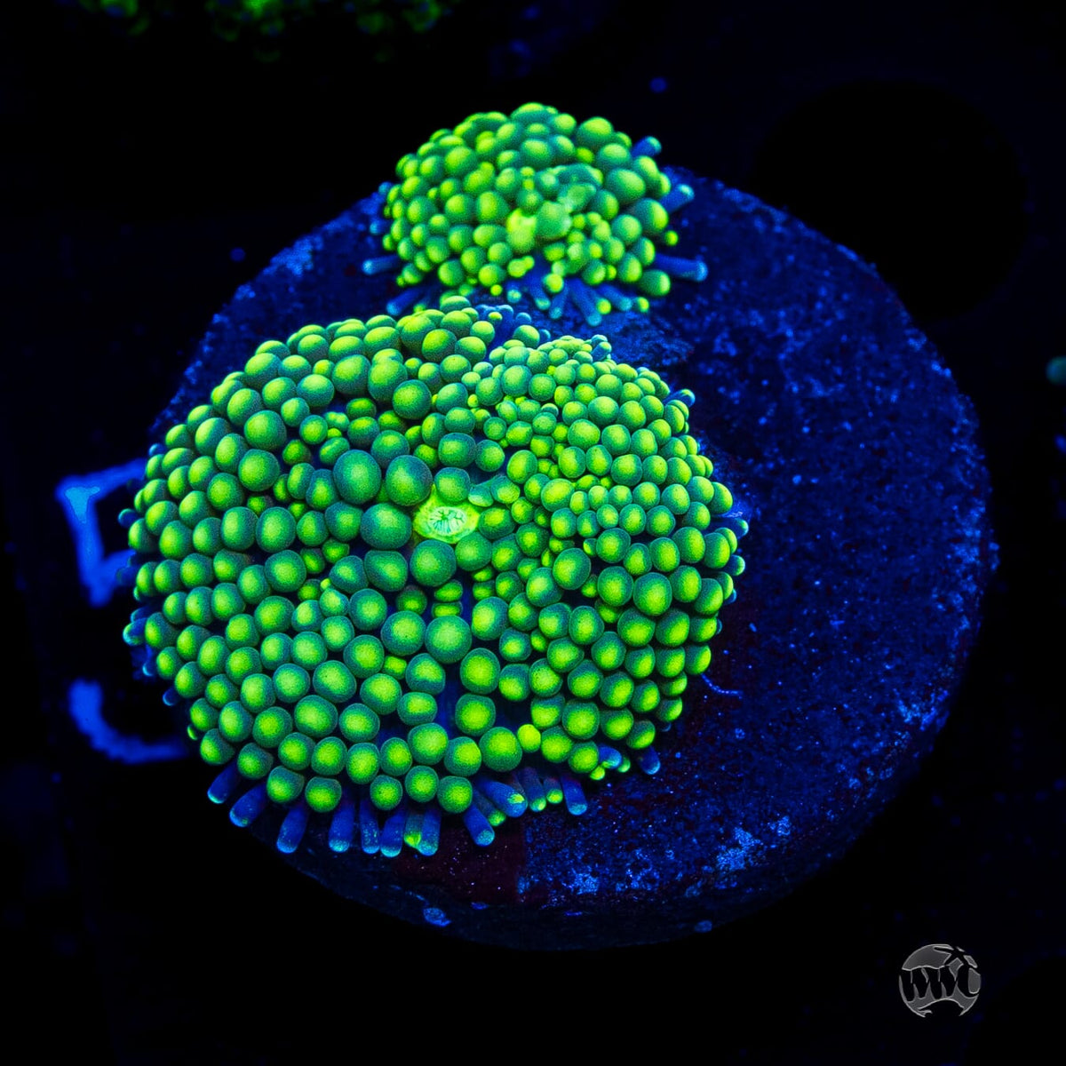 Toxic Willy Ricordea Mushroom