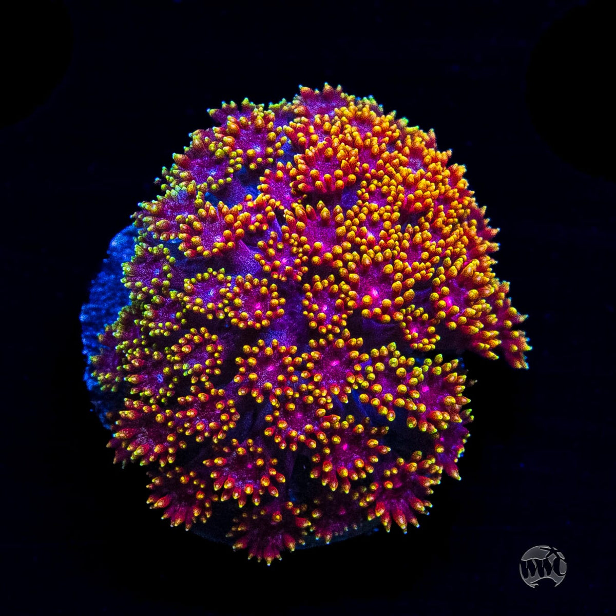 WWC Mai Tai Micro Goniopora