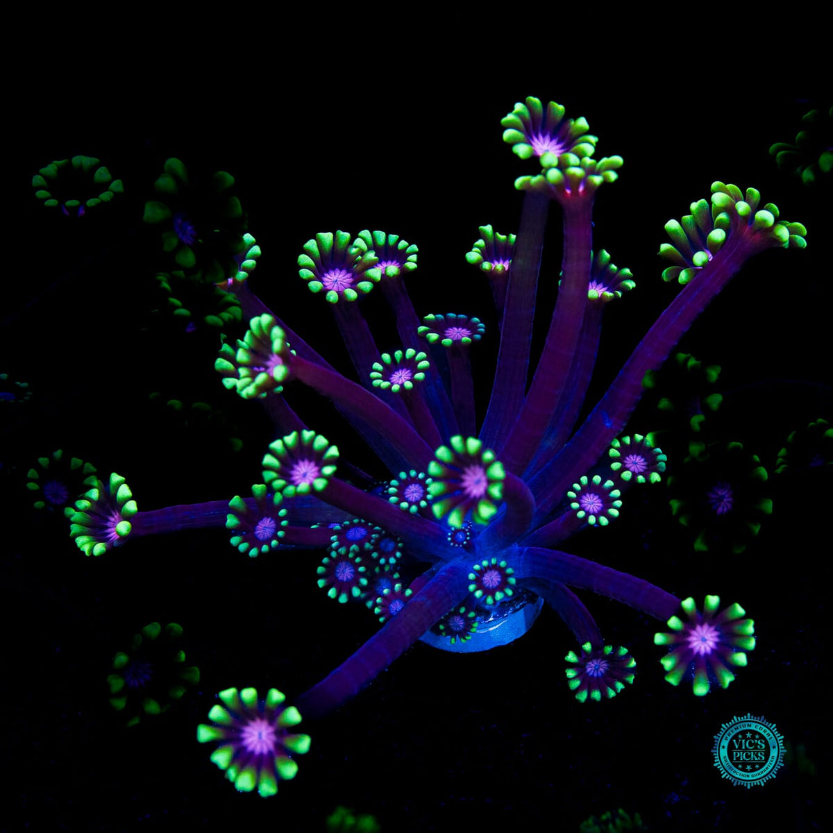 WWC Macho Man Alveopora