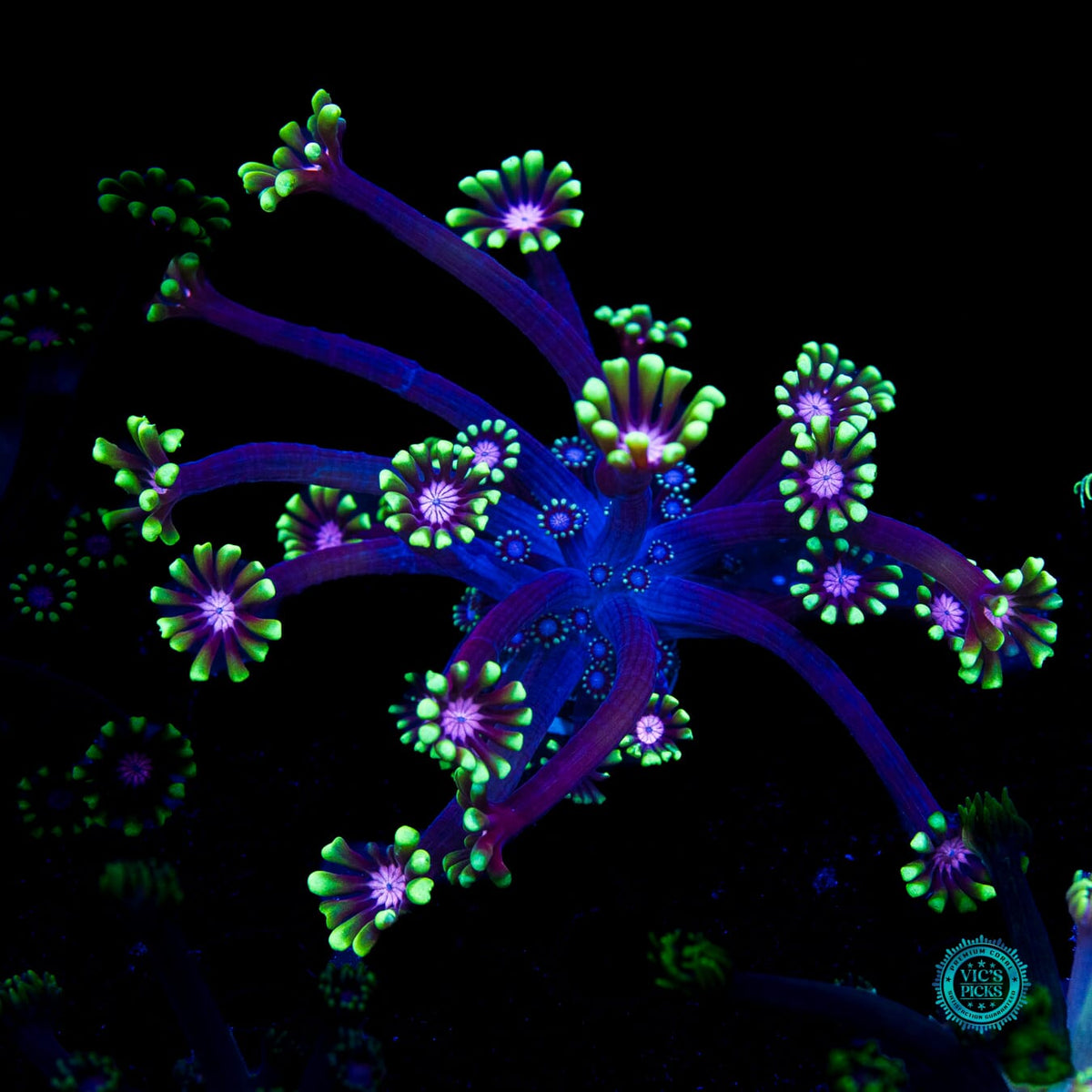 WWC Macho Man Alveopora