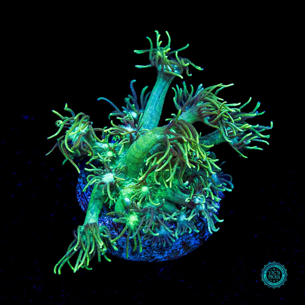 Minty Fresh Goniopora