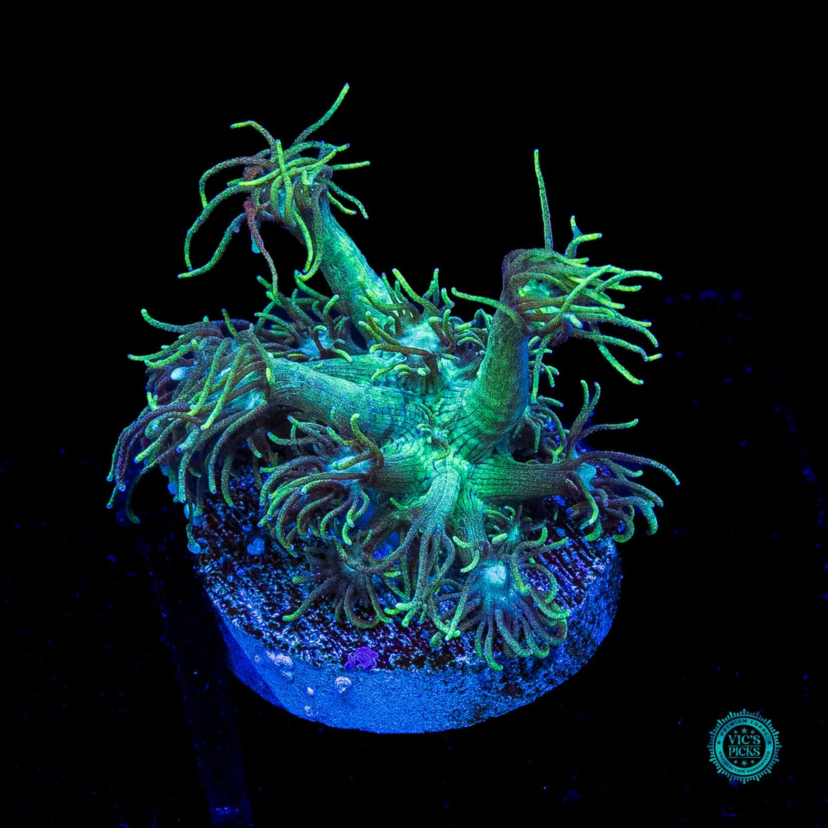 Minty Fresh Goniopora
