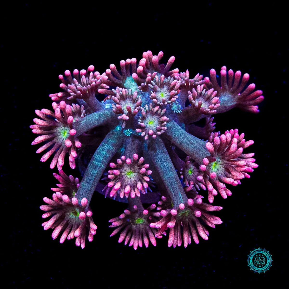 WWC Bay Watch Goniopora