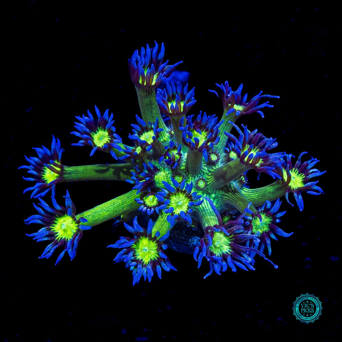 WWC Shadow Flame Goniopora