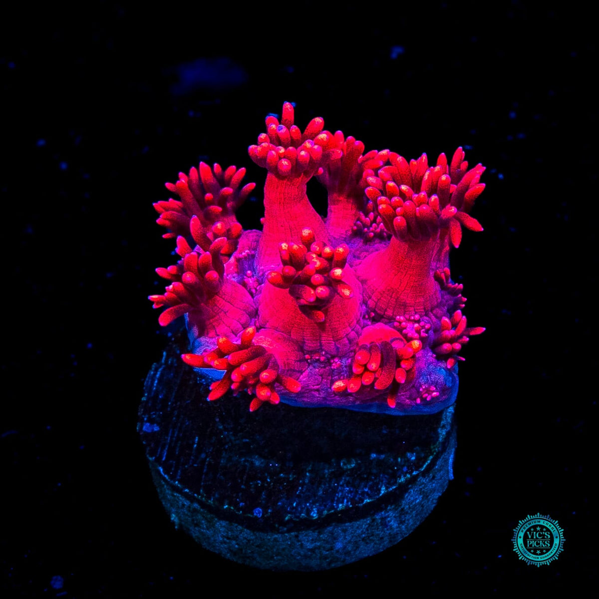 Cherry Red Goniopora